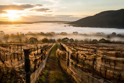 Sunrise Vineyard Rows in Morning Mist