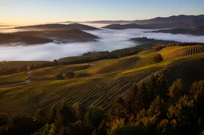 Morning Mist Over Evergreen Vineyard Rows