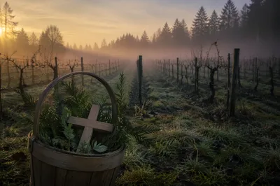 Misty Vineyard Dawn with Evergreen Cross