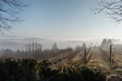 Morning Mist Over Evergreen Vineyard Rows