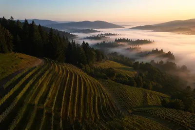 Misty Morning Vineyard Rows with Evergreen Hills