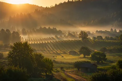 Misty Vineyard Valley at Golden Sunrise
