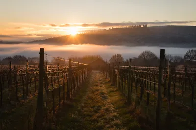 Misty Vineyard Rows at Golden Dawn