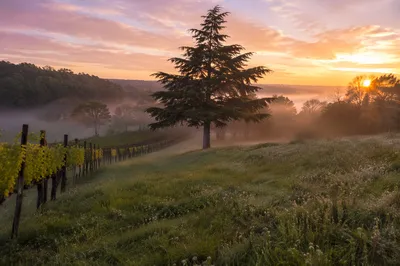 Morning Mist Vineyard with Evergreen Tree