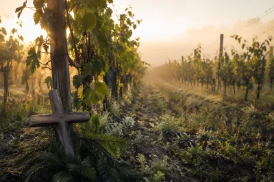 Misty Vineyard Rows with Evergreen Cross
