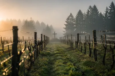 Misty Vineyard Rows With Wooden Cross