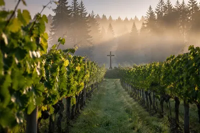Morning Mist Vineyard with Wooden Cross