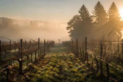 Misty Vineyard Rows with Evergreen Cross