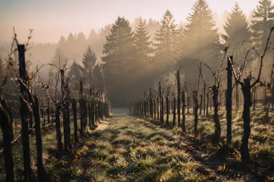 Misty Vineyard Rows at Peaceful Dawn