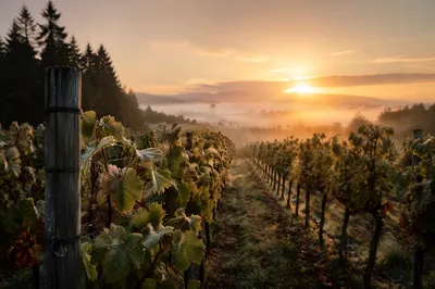Misty Evergreen Vineyard at Dawn