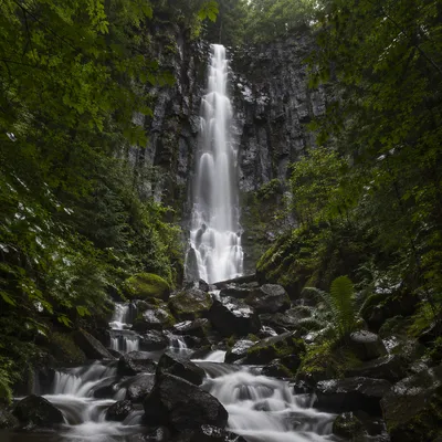 Misty Waterfall in Evergreen Rainforest