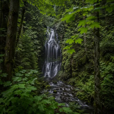 Hidden Waterfall in Lush Evergreen Forest