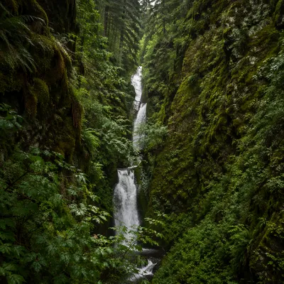 Secluded Waterfall in Evergreen Forest Gorge