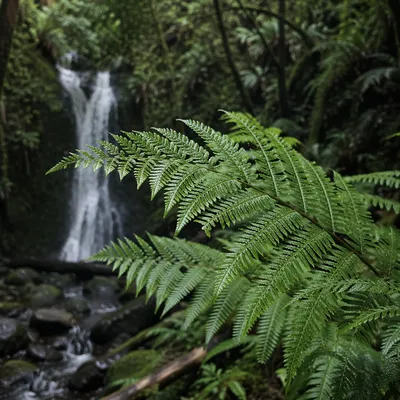Misty Evergreen Forest Waterfall Through Ferns