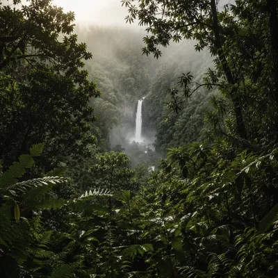 Misty Waterfall in Evergreen Rainforest