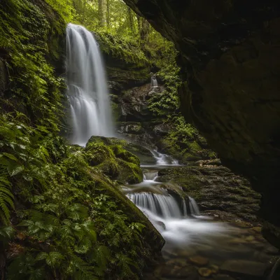 Secluded Evergreen Forest Waterfall