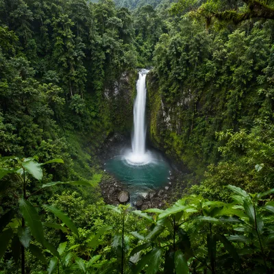 Serene Waterfall in Evergreen Rainforest