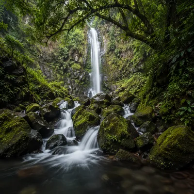 Secluded Waterfall in Evergreen Forest