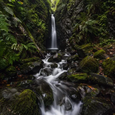 Hidden Waterfall in Evergreen Forest Gorge