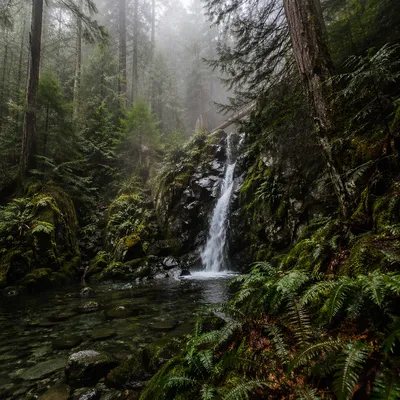 Evergreen Forest Waterfall in Morning Mist