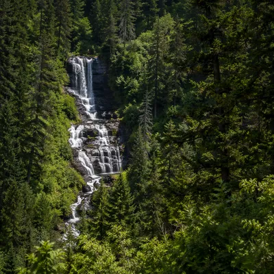 Secluded Waterfall in Evergreen Forest