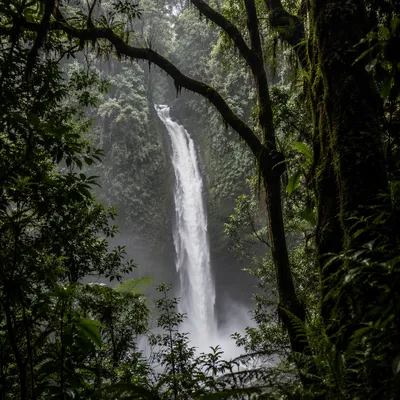 Secluded Waterfall in Evergreen Rainforest