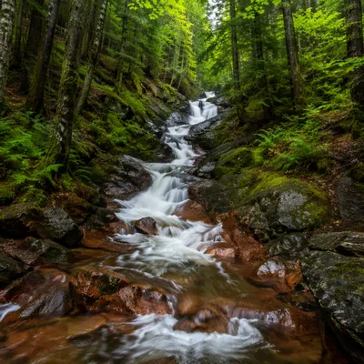 Peaceful Waterfall in Lush Evergreen Forest