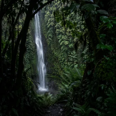 Secluded Waterfall in Evergreen Rainforest