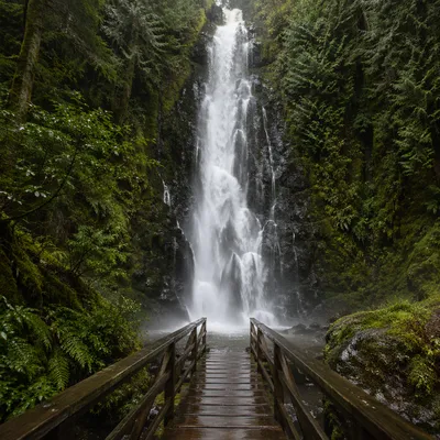 Evergreen Forest Waterfall with Wooden Footbridge