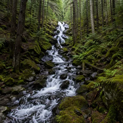 Evergreen Forest Waterfall With Mossy Stones
