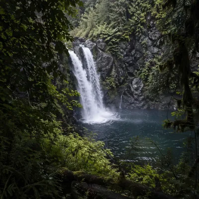 Secluded Evergreen Waterfall in Forest Pool