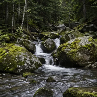 Evergreen Forest Waterfall with Mossy Boulders