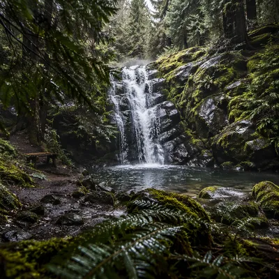 Secluded Evergreen Forest Waterfall in Morning Mist