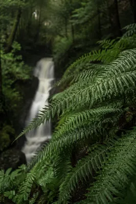 Misty Evergreen Forest Waterfall With Ferns