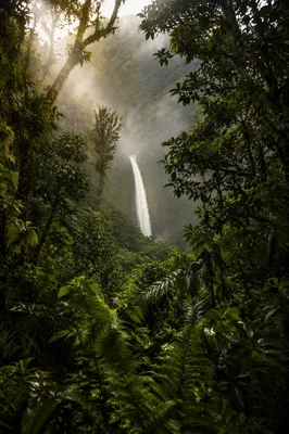 Misty Evergreen Rainforest Waterfall