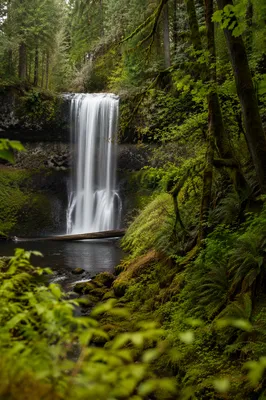 Secluded Evergreen Waterfall in Peaceful Forest