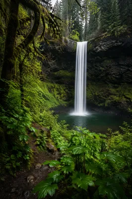 Silky Waterfall in Evergreen Forest