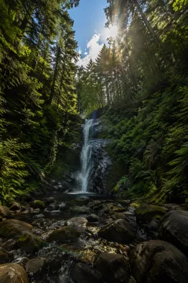 Secluded Evergreen Forest Waterfall at Midday