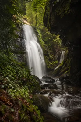 Secluded Waterfall in Evergreen Forest Ravine