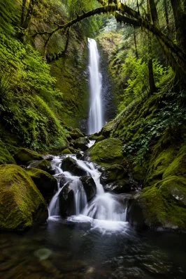 Secluded Waterfall in Evergreen Forest