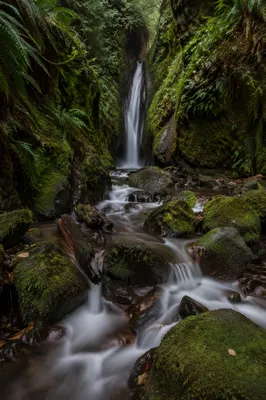 Hidden Evergreen Forest Waterfall Gorge