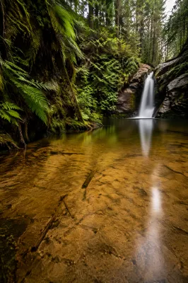 Evergreen Forest Waterfall and Peaceful Amber Pool