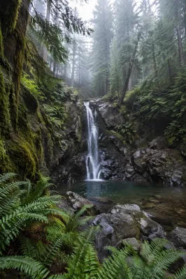Misty Evergreen Forest Waterfall
