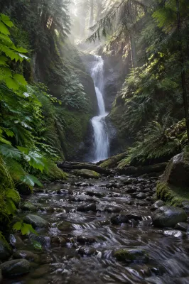 Serene Waterfall in Lush Evergreen Forest