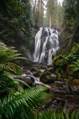 Misty Waterfall in Evergreen Forest