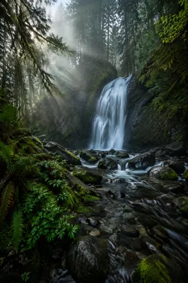 Hidden Waterfall in Evergreen Forest