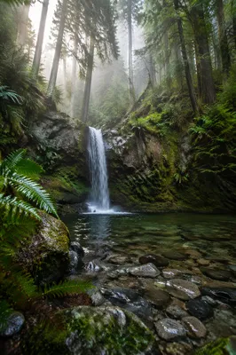 Misty Waterfall in Evergreen Rainforest