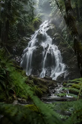 Secluded Waterfall in Evergreen Forest Mist