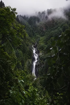 Misty Evergreen Waterfall Through Forest Leaves
