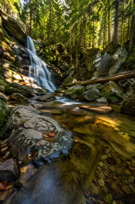 Peaceful Woodland Waterfall in Evergreen Forest